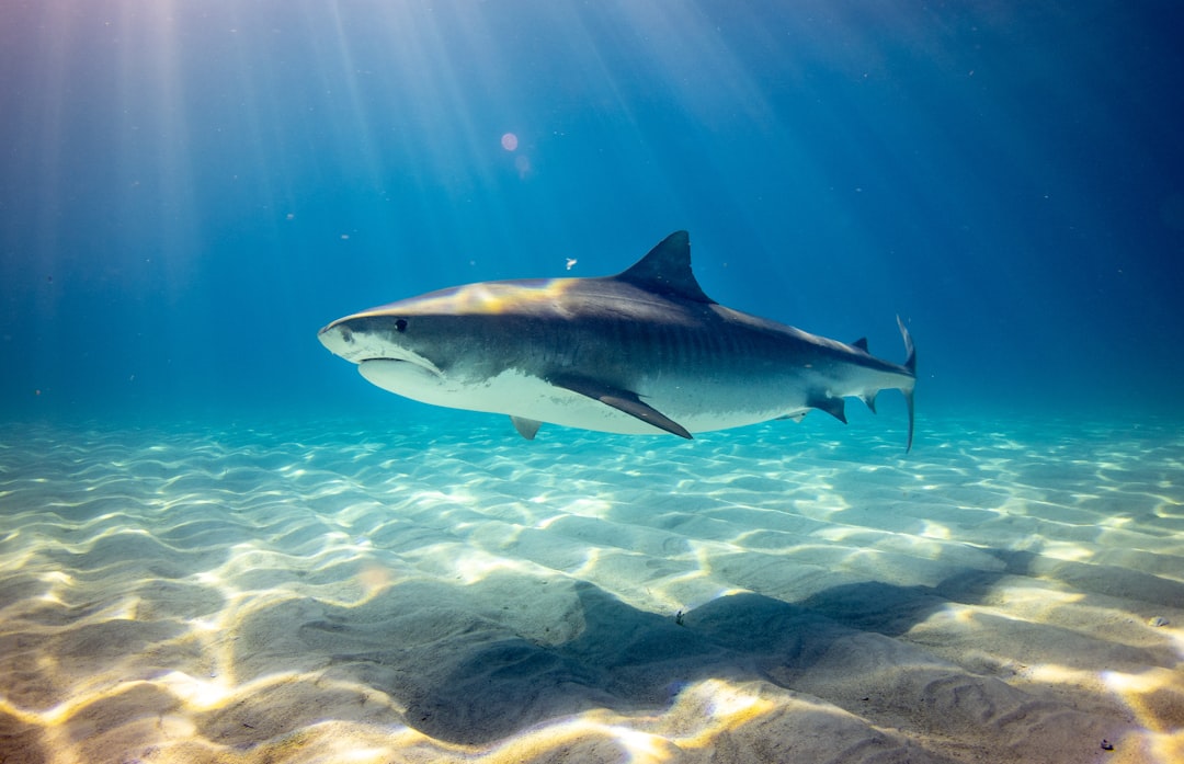 get(split( [köpekbalığı haftası, pazarlama stratejisi, medya başarısı, içerik pazarlaması, marka yönetimi, shark week] ; , ); 1)